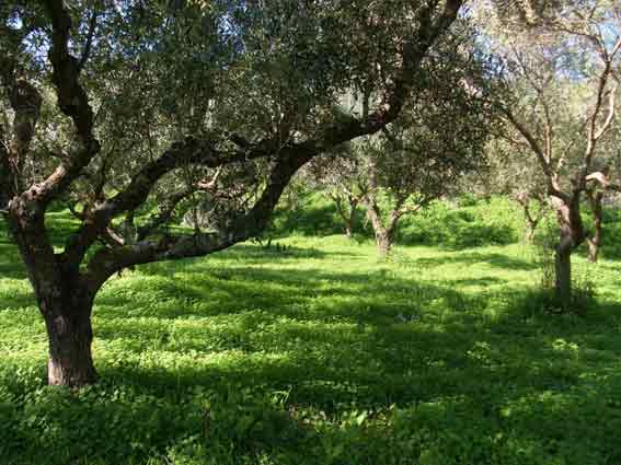 production d'huile d'olive